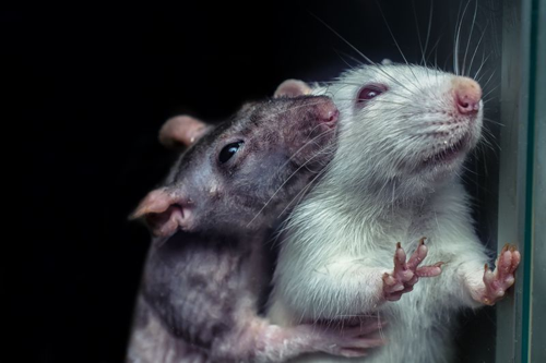 pair-of-rats-m-1.png