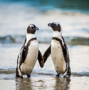 penguins-and-their-plumage-m.jpg