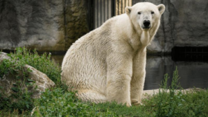 polar-bear-m.png