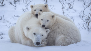 una madre orso polare che si accoccola con due cuccioli