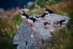 Grande gruppo di pulcinella di mare atlantica (Fratercula arctica) sull'isola di Runde in Norvegia. Bellissimo uccellino con becco rosso. Scena selvaggia con animali artici.