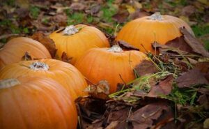 pumpkins-on-the-forest-floor-m-1.jpg