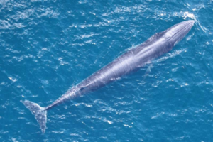 Una grande balena di Rice che emerge nelle acque blu del Golfo del Messico