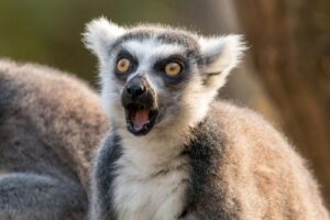 ring-tailed-lemur-m.jpg