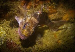 rockfish long life