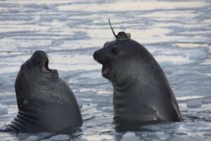 seals-with-funny-hats-m.jpg