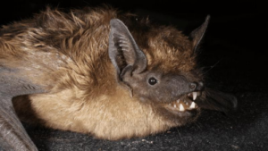 serotine-bat-penis-m.png