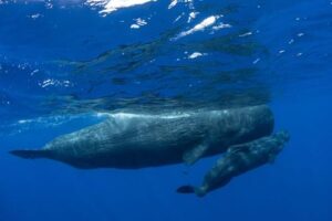 sperm-whales-m.jpg