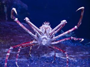 Un granchio ragno giapponese con lunghe zampe in un acquario