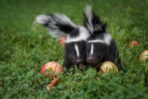 striped-skunks-m.jpg