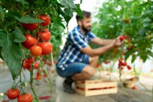 Agricoltore che raccoglie pomodori freschi maturi e li mette in una cassa di legno. Messa a fuoco sulla verdura.