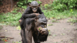 un cucciolo di bonobo sulla schiena dei genitori