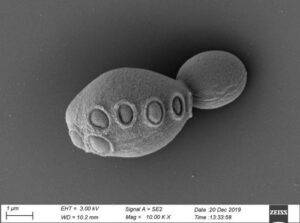 Immagine al microscopio elettronico a scansione di lievito, in scala di grigi.