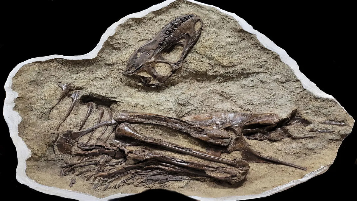 Canada: trovato fossile di T-rex con il suo ultimo pasto ancora visibile