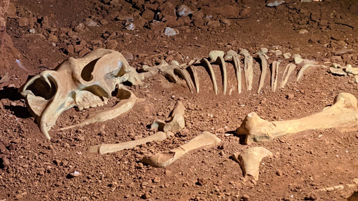 Diprotodon-Skeleton-1-1.jpg