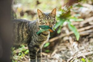 Un gatto domestico comune tiene in bocca un tanager testa di baia morto