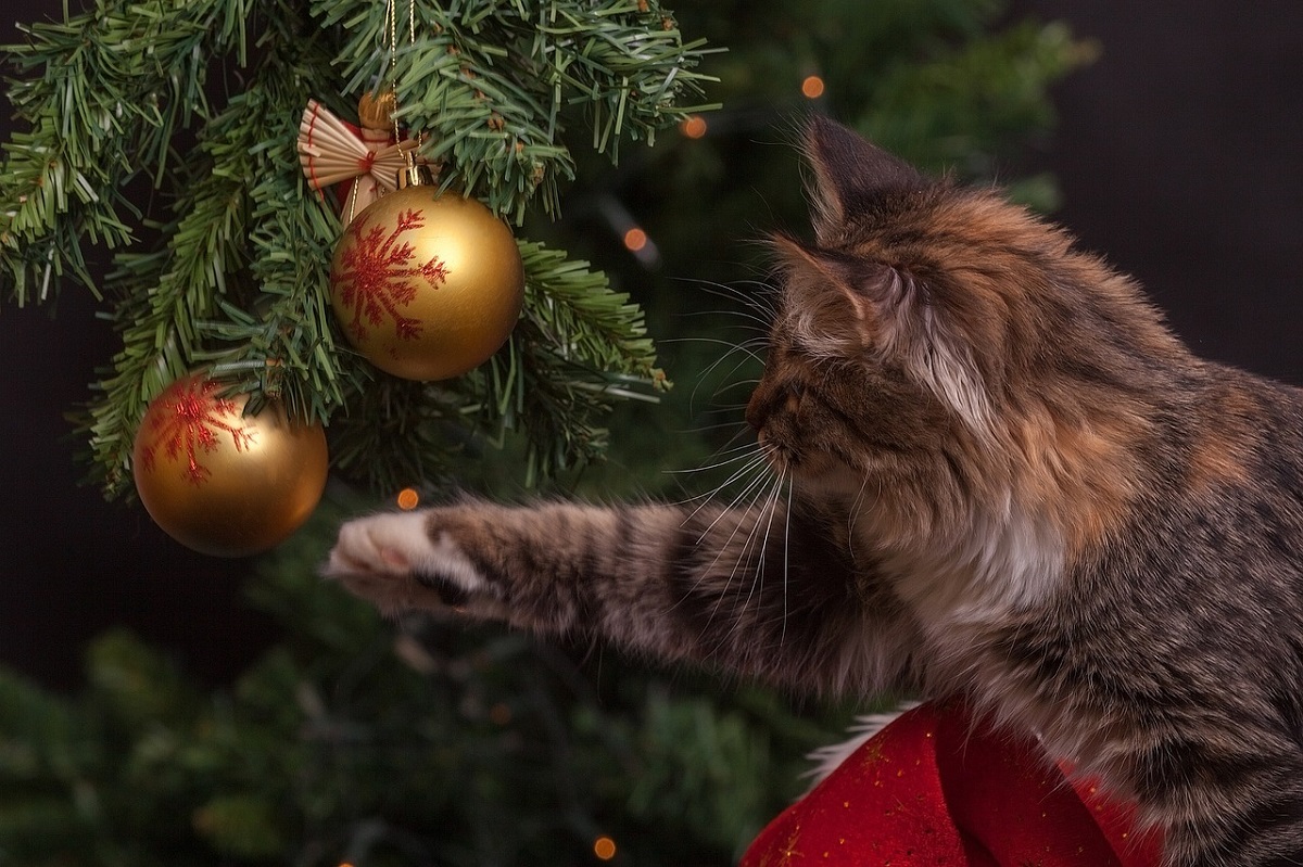 albero-di-Natale-1.jpg