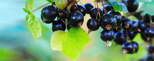 blackcurrants-m-1.jpg