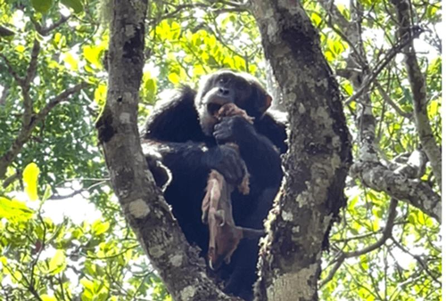 chimp-m-1.png