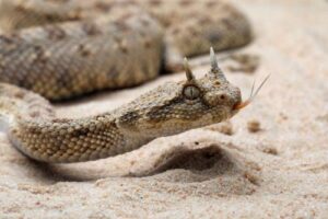 desert-horned-viper-m.jpg