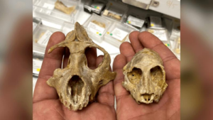 examples-of-29-million-year-old-primate-skulls-used-in-this-study-aegyptopithecus-on-the-left-and-parapithecus-on-the-right-m.png