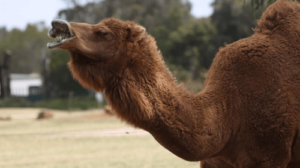 Un cammello arabo fa una smorfia in risposta a un pesto di erbe, mostrando la flessibilità delle sue labbra.