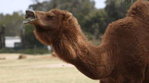 face-pulling-camel-m.png