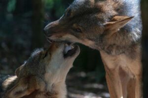 first-domesticated-wolves-m.jpg