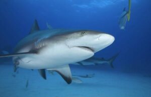 grey-reef-shark-m.jpg