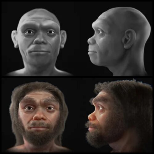 L’Homo longi è il parente più stretto degli esseri umani moderni, ecco il suo volto