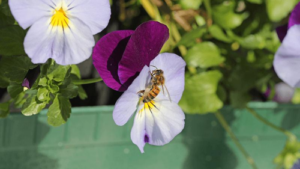 insect-on-pansy-m.png