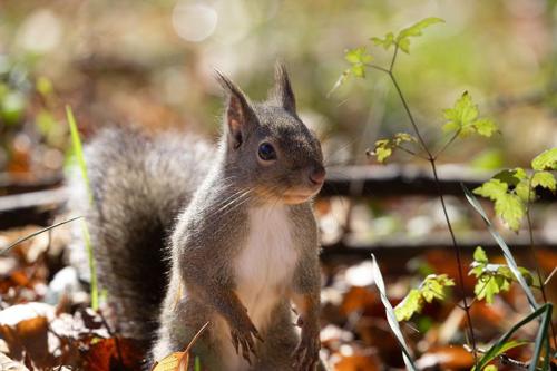 japanese-squirrel-m-1.jpg