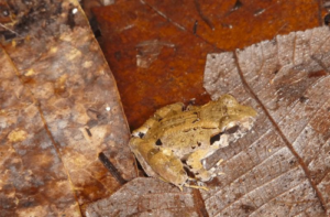 Limnonectes phyllofolia si trovava su foglie marroni. Piccola rana verde e marrone. Non sono visibili zanne.