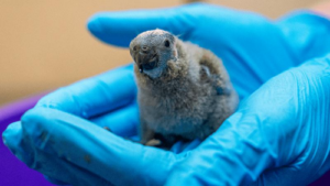 mitchell-s-lorikeet-chick-m.png