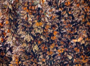 monarch-butterflies-m.jpg