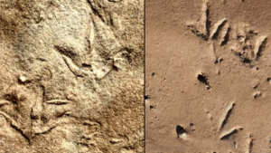 mystery-footprints-m.png