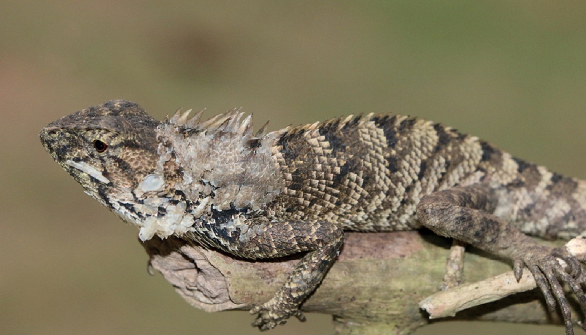 nuova specie iguana