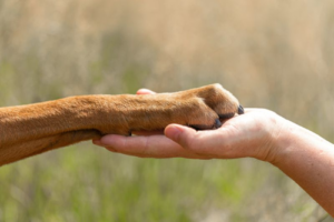 Fotografia di una mano umana (destra) che tiene la zampa di un cane marrone (sinistra)