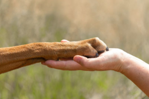 photograph-of-a-human-s-hand-right-holding-a-brown-dog-s-paw-left-m.png