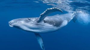 Fotografia di una balena megattera che mostra il suo ventre di lato.