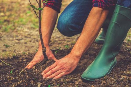 Pianta un trilione di alberi