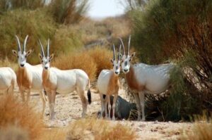 scimitar-horned-oryx-m.jpg