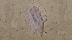 un porcellino di mare sul fondale marino