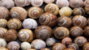 snails-720x480.jpg-1.jpg