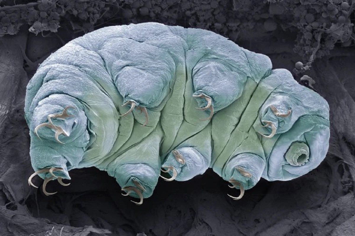 tardigrade.jpg