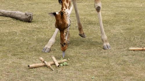 Le giraffe sono più abituate a mangiare verso l'alto che verso il basso, ma quando gli viene presentato un mazzolino di erbe questa si è così emozionata da sollevare una zampa da terra per inclinarsi