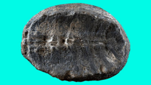 turtle-fossil-m.png