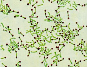 Corynebacterium.jpg