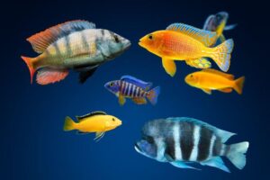 african-cichlids-m.jpg