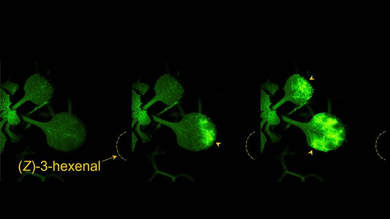 ca2-signals-in-arabidopsis-m-1.png